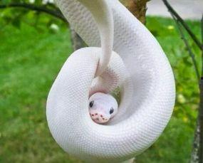 养国产蛇的视频,从视频看生态养殖新篇章